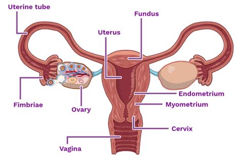 Female Reproductive System Labster