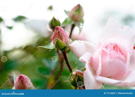 Close Up Of Pink Rose Bud Stock Photo Image Of Floral 7213682