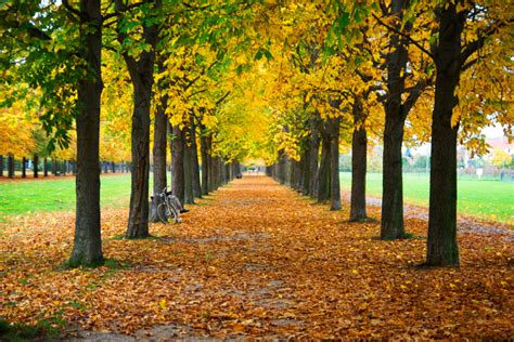 Tips For Enjoying Fall Foliage