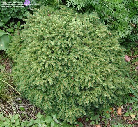 Plantfiles Pictures Norway Spruce Little Gem Picea Abies By Todd