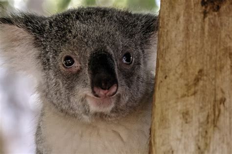 Close Up Of A Koala Phascolarctos Cinereus Image Free Stock Photo Public Domain Photo