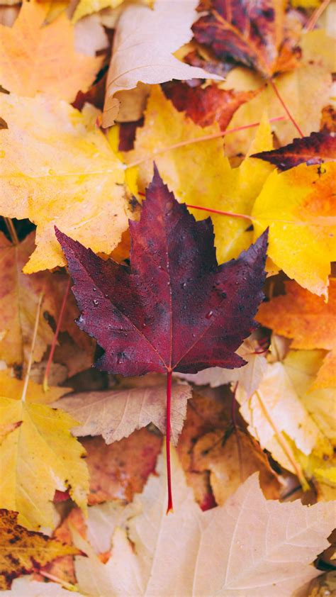 Download Wallpaper 1350x2400 Autumn Maple Leaves Fallen