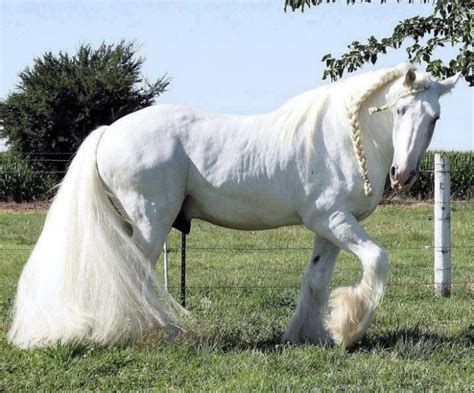 Top 20 Most Beautiful Horses In The World