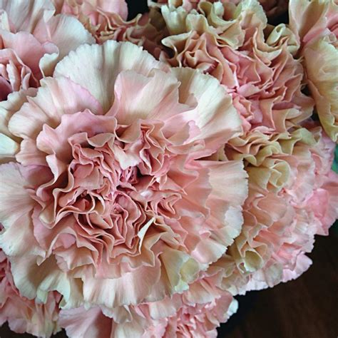 Fleetingbuds Dreamy Mochas And Dusty Pink Carnations Pink Carnations