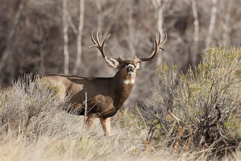 Trophy Colorado Mule Deer Buck Yellowstone Nature Photography By D