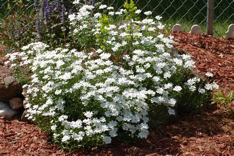 Butterflies are attracted to mid sized flowers with open petals and short flower tubes. The Best Plants for Attracting Butterflies