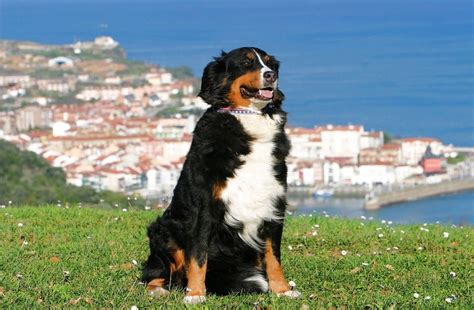Girls with such a personality can win the game in all situations. Spanish Dog Names - 200+ Awesome Spanish Names