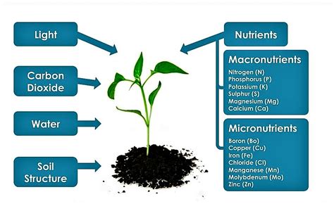 What Nutrients Do Plants Need A Complete Guide With Photos Complete