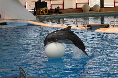 Dolphin Show National Aquarium In Baltimore Md 1212160 Photograph