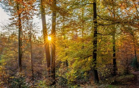Wallpaper Autumn Forest Trees Germany Germany Palatinate Forest