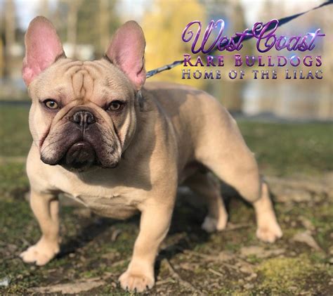 Blondie Lilac And Sable Female French Bulldog Puppy Vancouver Bulldogs