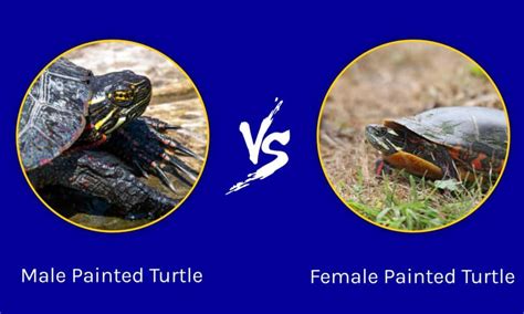Male Vs Female Painted Turtle What Are The Differences A Z Animals
