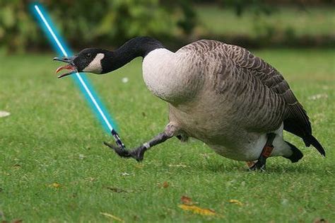 Goose Skywalker Animal Captions Funny Animal Memes Funny Animal