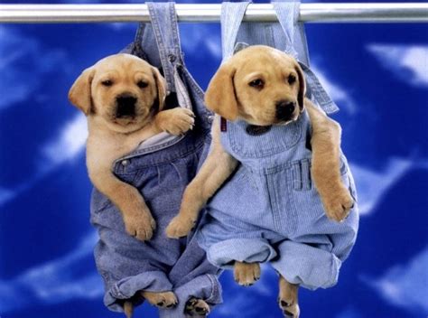 Pin By Sarah Allen On Cute Cute Puppy Videos Really Cute Puppies