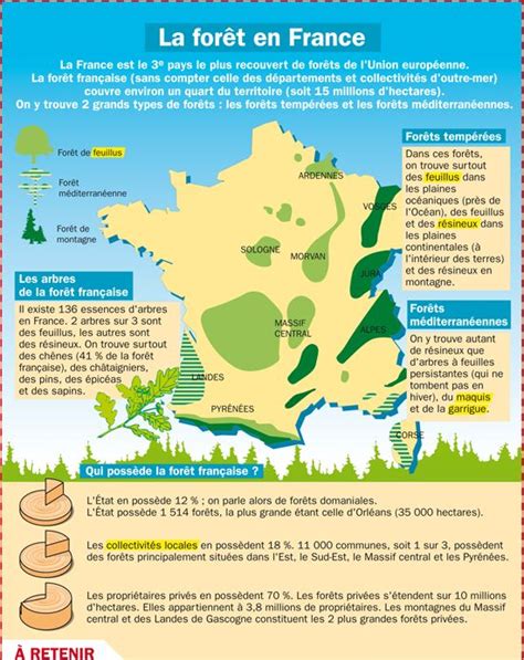 Educational Infographic La Forêt En France