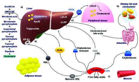 Cholesterol Homeostasis In The Body A The Rate Of Cholesterol
