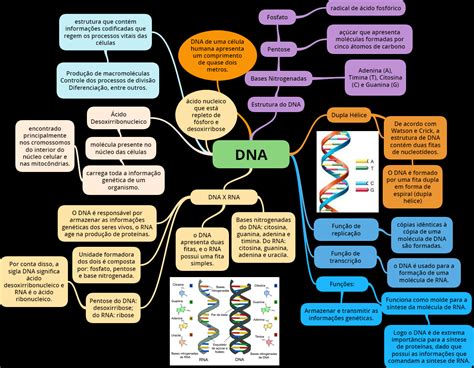 Mapa Mental Dna Resumo ácido Nucleico O Que é Dna
