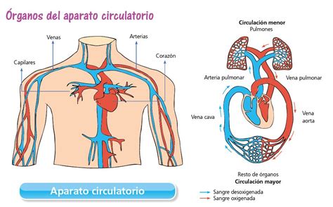 El Aparato Circulatorio Escolar Abc Color
