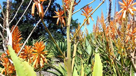 aloe vera aloe barbadensis hd 02 youtube