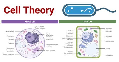 Cell Theory Definition History Modern Exceptions