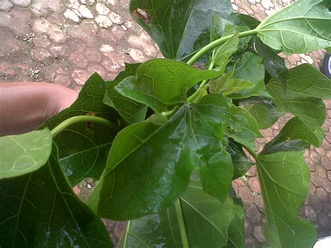 Pohon jarak adalah salah satu spesies pohon yang masuk dalam kategori apotek hidup. Anggun Jayanti: Khasiat Daun Jarak