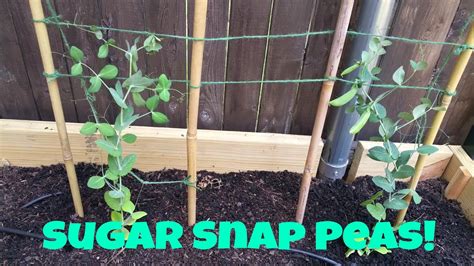 Container Gardening Sugar Snap Peas Fasci Garden
