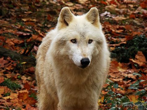 Gray Wolf By Sandy Keeton Redbubble