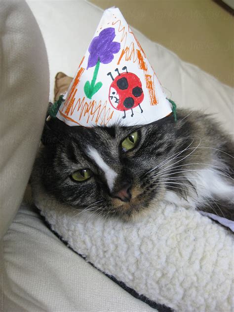 Adorable Kitten Wearing Birthday Hat By Stocksy Contributor Rialto