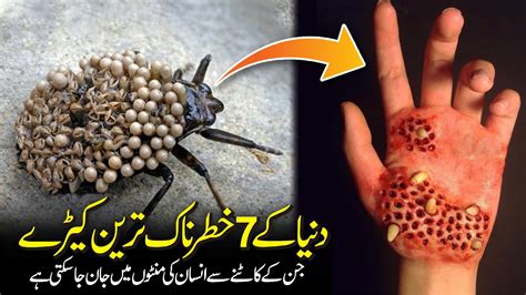 07 Most Dangerous Insects In The World Most Dangerous Bugs In The