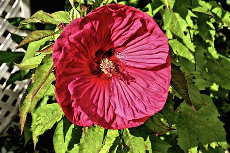 Giant Red Hibiscus 1 Photograph By John Trommer