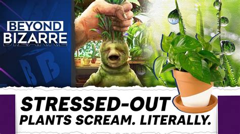 Beyond Bizarre Plants Scream And Cry When They Are Stressed Why Can