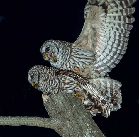 Barred Owls Mating Stephen L Tabone Nature Photography