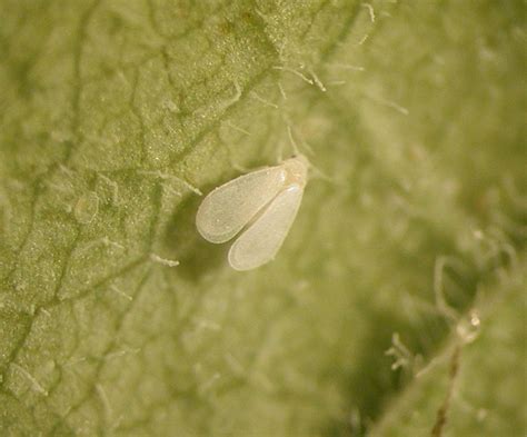 Does This White Winged Insect Bug You How To Deal With Ash Whiteflies