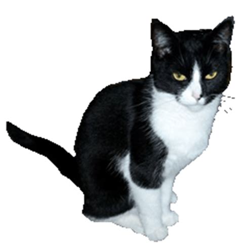 Black and white vector graphics. cat-clip-art-black kat | Clipart Panda - Free Clipart Images