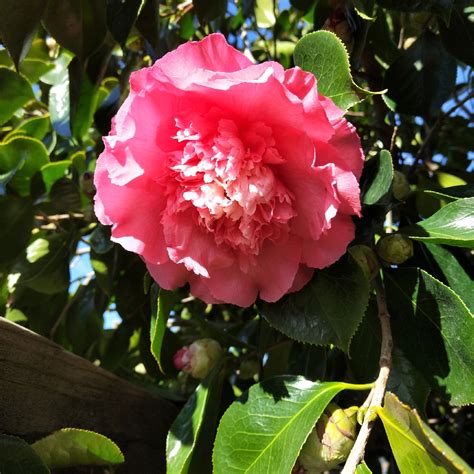 Camellia Japonica Pink Camellia Pink In Gardentags Plant Encyclopedia