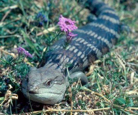 Species Profile—tiliqua Scincoides Eastern Blue Tongued Lizard