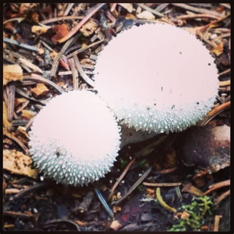 Adorable Edible Puffball Mushrooms On Cataract Gulch Trail Lake