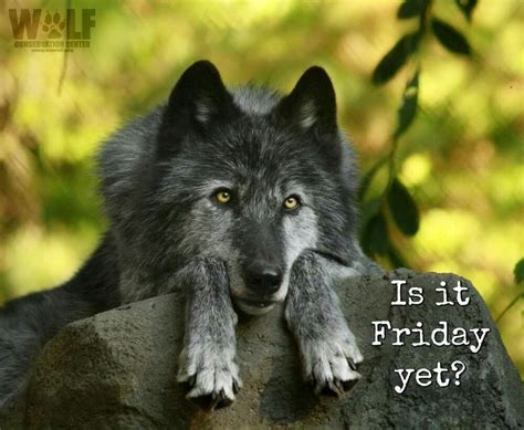 Pin By Kristy Harvey On Mornings Wolf Pictures Wolf Good Morning Quotes