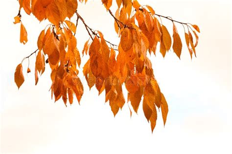 Autumn Leaves Hanging From A Tree Branch Isolated Against A White