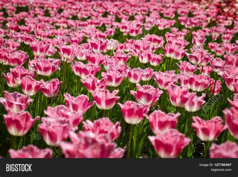 Unfortunately none of these are currently available for flower delivery in. Field of spring tulips, flowers is a lot of bright, mature ...