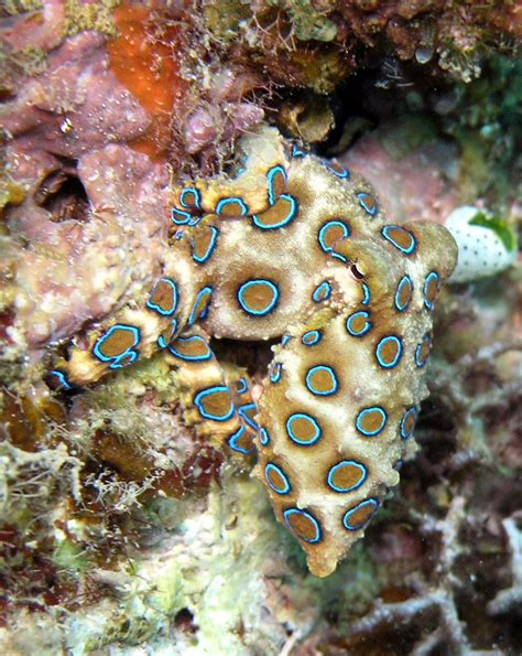 Life Of Greater Blue Ringed Octopus Life Of Sea