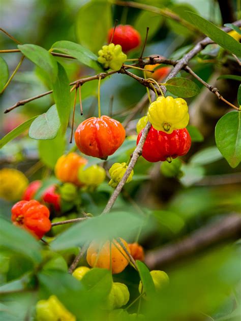 The fruits are today mostly eaten by children. Surinam Cherry Hedge Plant (eugenia uniflora) - Urban ...