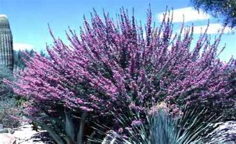 Maybe you would like to learn more about one of these? Arizona Desert Plants Guide | Arizona plants, Desert ...