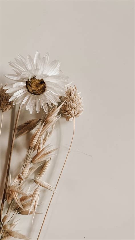 Trockenblumen Fotografiebeige In 2021 Getrocknete Blumen Blumen