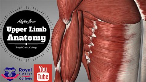 Upper Limb Muscle Anatomy 3d Anatomy With Actions Of Muscles Forearm