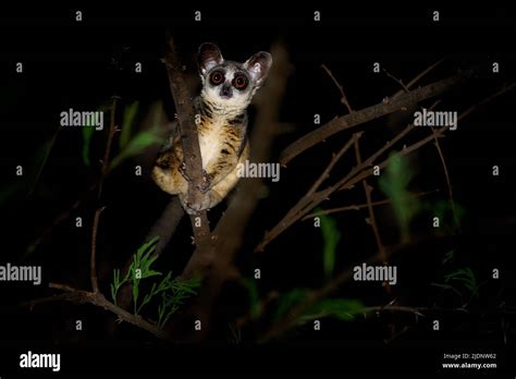 Bushbaby Young Hi Res Stock Photography And Images Alamy