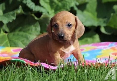Please check out and give $10 if you can. 63+ Dachshund Rescue Ohio in 2020 | Dachshund rescue ...
