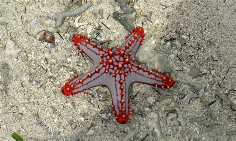 A Starfish In The Indian Ocean Near Diani Beach In Mombasa Kenya