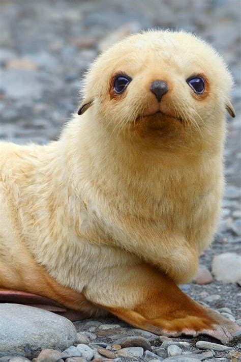 Very Cute Baby Sea Lion Animales Animales Salvajes Animales Acuáticos