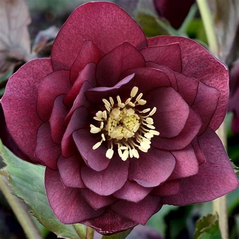 Hellebore is not a rose, in fact, it's a member of the buttercup family. HELLEBORE DOUBLE RED - Garden Express